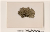 藏品(雪花衣屬)的圖片